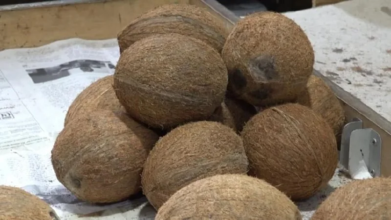 Coconut (Mature)