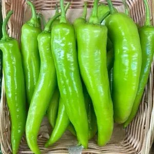 Capsicum