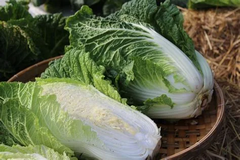 Chinese Cabbage